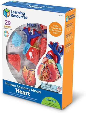 Heart Anatomy Display Model-Fire. Police & Hospital, Human Body, Imaginative Play, Learning Resources, S.T.E.M, Stock-Learning SPACE