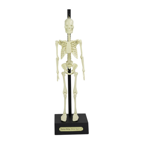 Build Your Own - Anatomical Skeleton-Early Science, Games & Toys, Human Body, Science, Science Activities-Learning SPACE