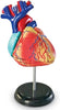 Heart Anatomy Display Model-Fire. Police & Hospital,Human Body,Imaginative Play,Learning Resources,S.T.E.M,Stock-Learning SPACE
