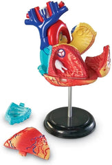 Heart Anatomy Display Model-Fire. Police & Hospital,Human Body,Imaginative Play,Learning Resources,S.T.E.M,Stock-Learning SPACE