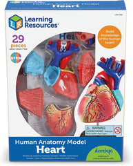 Heart Anatomy Display Model-Fire. Police & Hospital,Human Body,Imaginative Play,Learning Resources,S.T.E.M,Stock-Learning SPACE