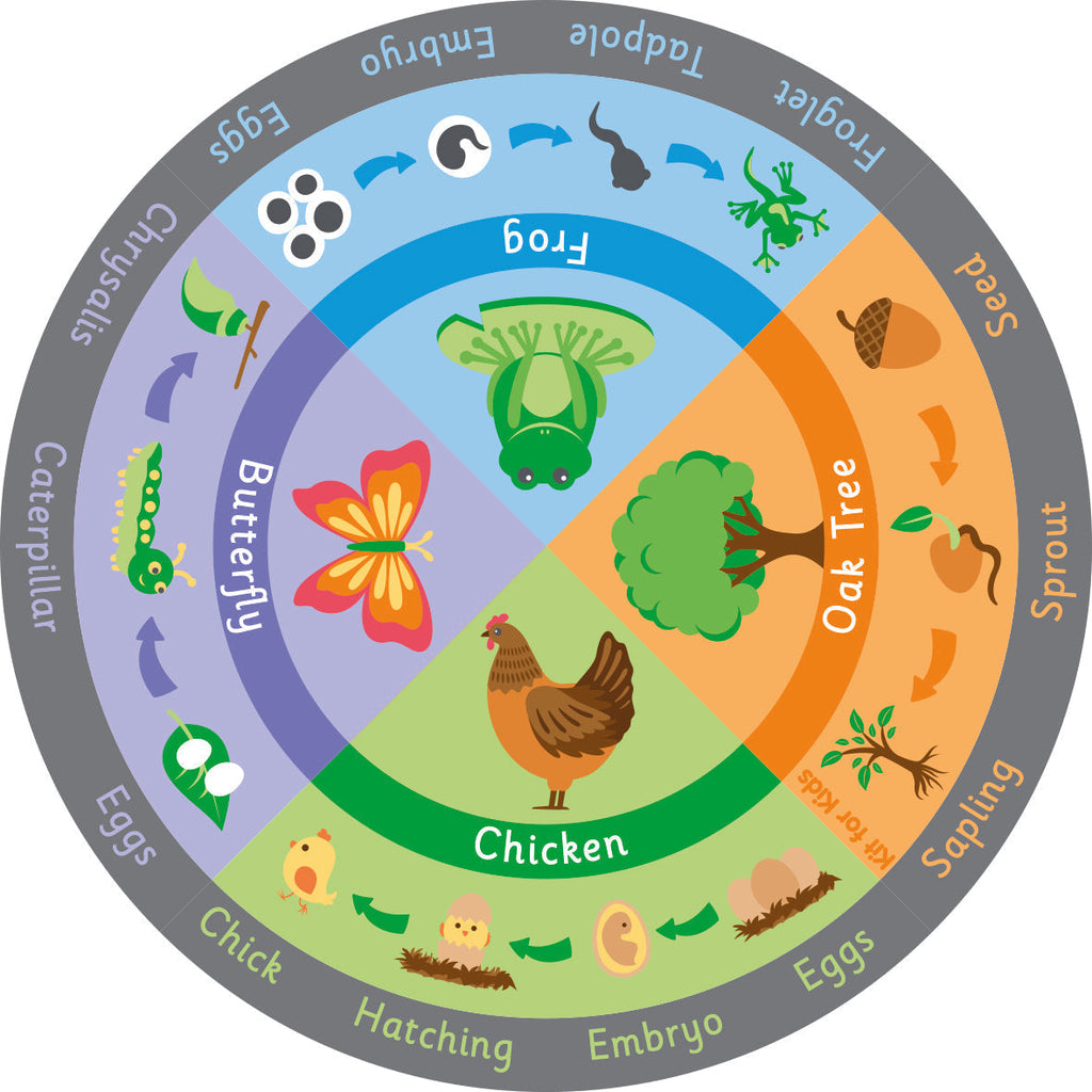 Life Cycles 2m Carpet-Dropship,Educational Carpet,Kit For Kids,Mats & Rugs,Multi-Colour,Round,Rugs,Wellbeing Furniture,World & Nature-Learning SPACE