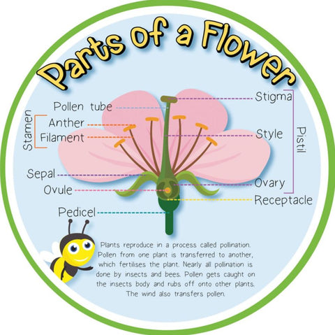 Pollination - Parts of a Flower Outdoor Sign-Calmer Classrooms,Classroom Displays,Dropship,Forest School & Outdoor Garden Equipment,Helps With,Inspirational Playgrounds,Playground Wall Art & Signs,Pollination Grant,Stock,World & Nature-Learning SPACE