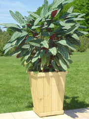 Tara Planter-Dropship,Greenhouses & Planters,Sensory Garden-Learning SPACE